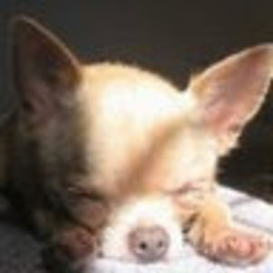 Meet your Posher, Diana